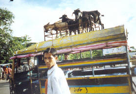 goats on top of a bus